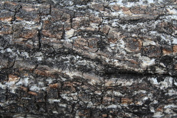 Bark of tree gray nature texture background