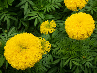 yellow flowers on white background