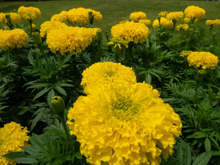 field of yellow flowers