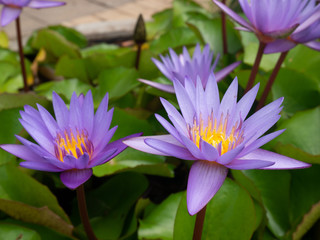 lotus in pond