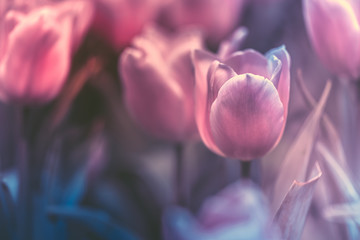 Obraz na płótnie Canvas Tulips flowers
