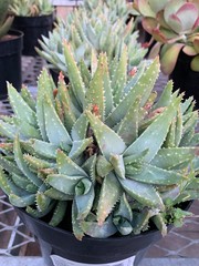 Drought Tolerant Succulent Varities