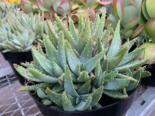 Fototapeta premium Drought Tolerant Succulent Varities