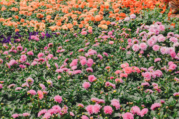 Fototapeta premium Flowers field background