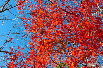 いちき串木野市冠岳の紅葉