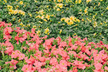 Flowers field background