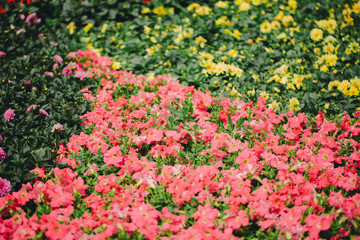 Flowers field background