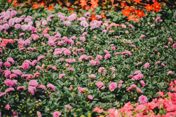 Flowers field background
