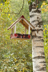 starling house on tree in autumn park