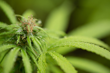 Cannabis Bud with water droplets and visible trichomes landscape