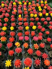 Drought Tolerant Succulent Plant Varieties