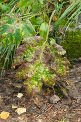 the large yellowed leaf of the plant
