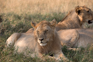 Fototapeta na wymiar Pride of Lions - Tanzania