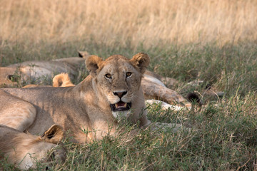 Obraz na płótnie Canvas Pride of Lions - Tanzania