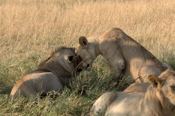 Pride of Lions - Tanzania