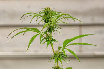 Sativa in the rain close to harvest landscape