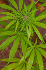 Top view Sativa in the rain portrait or landscape