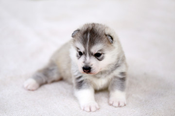 Siberian Husky puppy gray and white colors lying on white fabric. Fluffy puppy one month old.