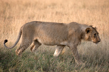 Lion - Tanzania