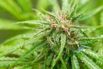Macro Bud with visible trichomes and Calyxs