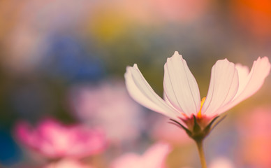 Daisy Flowers Background