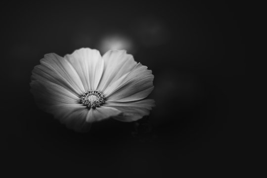 black and white flower background