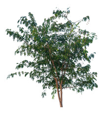 1 tree of Leucaena leucocephala taken in Thailand