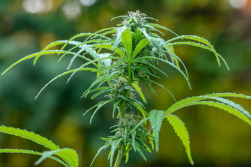 Sativa (Cannabis) in the rain, close to harvest landscape