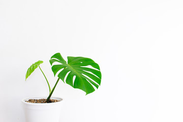 Two leaves Monstera in a white pot, white background.