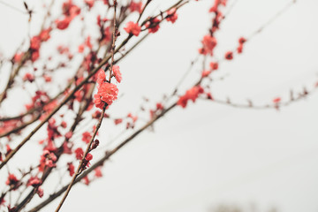 pink plum tree flower in bloom