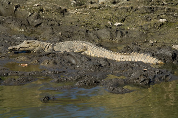 Crocodile in Kruger National Park South Africa.