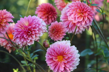 馬見丘陵公園　ダリア