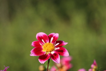 Obraz premium 馬見丘陵公園 ダリア