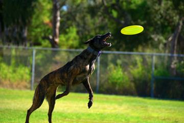 Cute  Treeing Tennessee Brindle striped dog flying through the air air to catch a frisbee which is a sport called Disc Dog at a big grass field on a beautiful sunny morning.