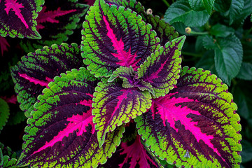 Coleus shade plant and a fly closeup