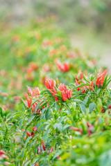 Red pepper on green background