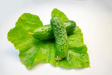 cucumber with green leaves isolated on white background