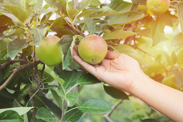 closeup hand of agriculture harvest gardener picking a apple from a tree