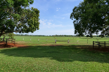 View through trees to a green meadow in the Pantanal Wetlands, horizon with blue sky and white...