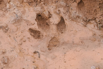 Close-up of Tapir tracks in a muddy road, Pantanal Wetlands, Mato Grosso, Brazil