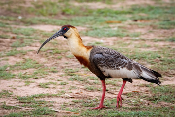 Side view of a Buff-necked Ibis walking on the ground, Pantanal Wetlands, Mato Grosso, Brazil