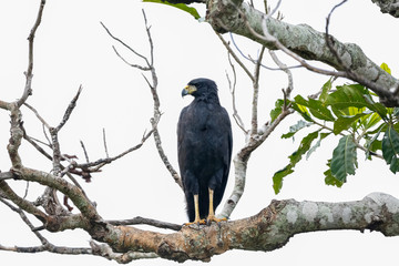 Great Black Hawk perching on a bare tree branch against bright background, Pantanal Wetlands, Mato Grosso, Brazil