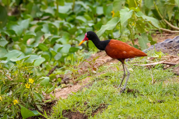 Beautiful Wattled Jacana standing in grass, looking for prey, Pantanal Wetlands, Mato Grosso, Brazil