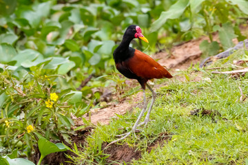 Beautiful Wattled Jacana standing in grass, looking to its back, Pantanal Wetlands, Mato Grosso, Brazil