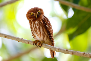 Ferruginous Pygmy Owl perching an a tree branch against green background with leaves, facing camera, Pantanal Wetlands, Mato Grosso, Brazil