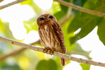 Ferruginous Pygmy Owl perching an a tree branch against green background with leaves, facing camera, Pantanal Wetlands, Mato Grosso, Brazil