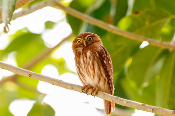Ferruginous Pygmy Owl perching an a tree branch against green background with leaves, facing camera, Pantanal Wetlands, Mato Grosso, Brazil