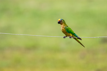 Side view of a Peach-fronted parakeet perching on a wire against defocused green grass, Pantanal Wetlands, Mato Grosso, Brazil