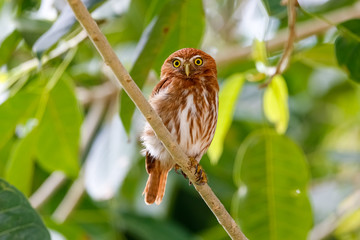 Ferruginous Pygmy Owl perching an a tree branch against green background with leaves, facing...
