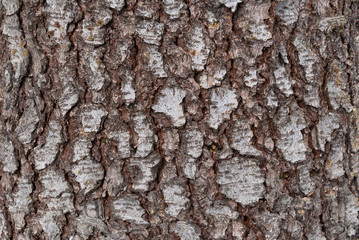 roughly textured juniper tree bark